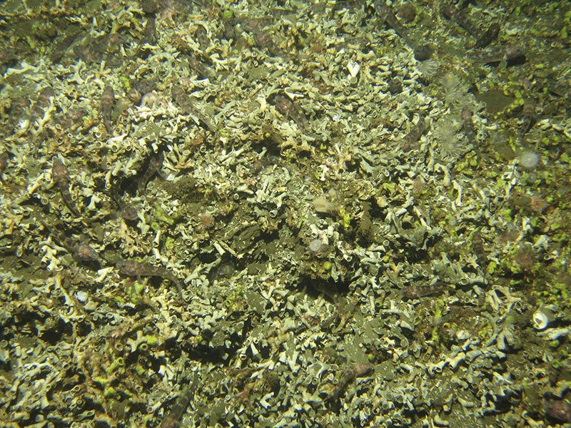 These exposed fossil Lophelia pertusa remains were documented on the Namibian coral mounds. These mounds are considered inactive due to the presence of little-to-no live corals within this mound province off the coast of Namibia. The current system that supplies the necessary oxygen levels to these corals was shut down, halting production of mound development.