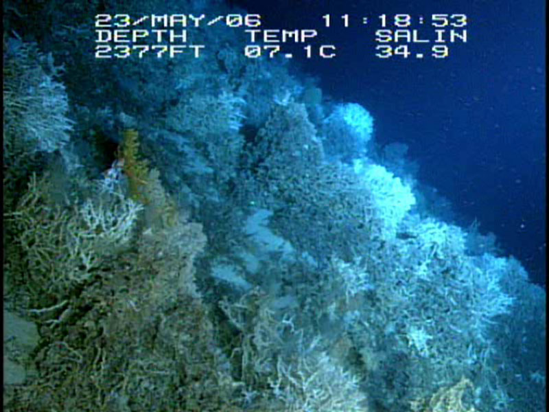 This high-density cold-water coral reef is dominated by Lophelia pertusa. It thrives on the flank of a cold-water coral mound in the Straits of Florida named the “Matterhorn.” Patches of sediments that make up the mound are exposed with large reef structures composed of live and dead corals.