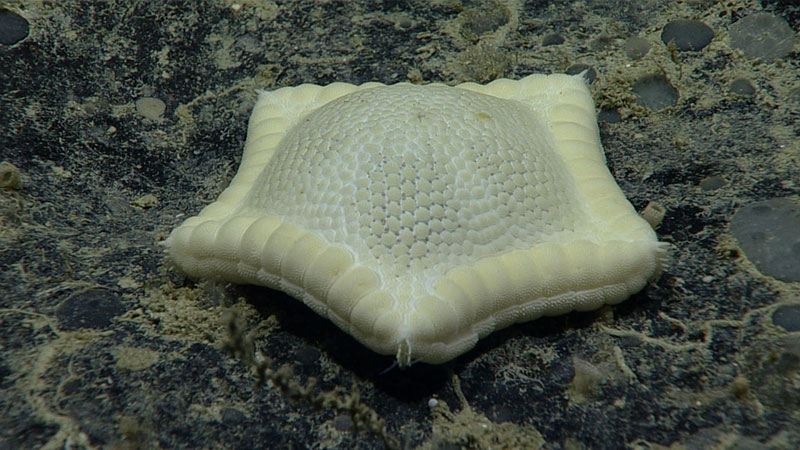 This cookie star seen during Dive 08 the 2019 Southeastern U.S. Deep-sea Exploration is likely a Plinthaster dentatus, which is widely occurring in the Western as well as the Eastern Atlantic. 