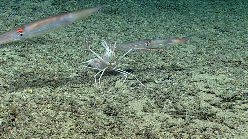 We saw a number of blind lobsters (Acanthacaris caeca) during Dive 08 of the 2019 Southeastern U.S. Deep-sea Exploration. This one appeared to be fishing for prey by waving a small piece of organic tissue as bait. Here, it was trying to grab a squid as it swam by.