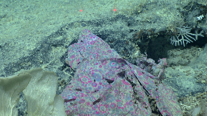 We saw more human debris on Dive 08 of the 2019 Southeastern U.S. Deep-sea Exploration than on any of the expedition’s previous dives. This was expected, though, given how close we were to the coast.