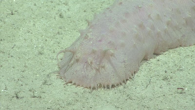 This pink sea cucumber (Holothuria) was spotted during Dive 09 of the 2019 Southeastern U.S. Deep-sea Exploration.