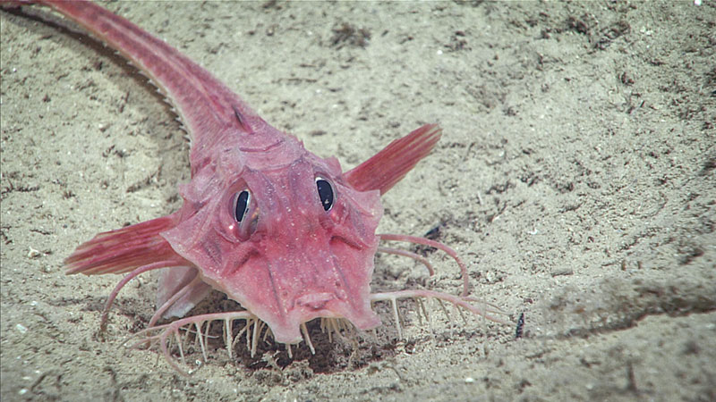 A number of these unusual looking creatures were seen on the seafloor during Dive 09 of the 2019 Southeastern U.S. Deep-sea Exploration. These armored searobins (Triglidae) use modified fins to move across the seafloor and branched whiskers in front of their mouths to help them sense food.
