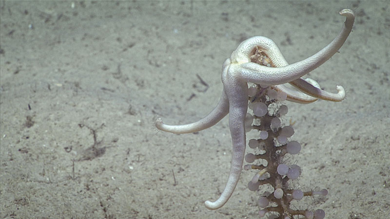 Predation events always generate a lot of excitement among our scientists. This one observed during Dive 09 of the 2019 Southeastern U.S. Deep-sea Exploration was particularly interesting because it featured an unidentified Henricia sea star feeding on a Chondrocladia carnivorous sponge.