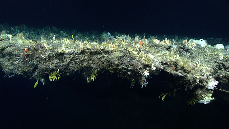 The overhangs visited during Dive 10 of the 2019 Southeastern U.S. Deep-sea Exploration were covered with life, both on top and underneath.