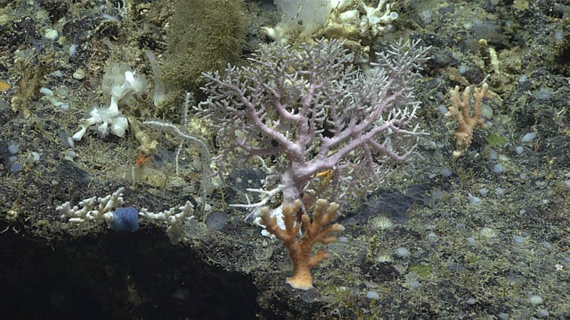 A number of different sponges and corals were seen thriving and living in harmony on this ledge explored during Dive 10 of the 2019 Southeastern U.S. Deep-sea Exploration.