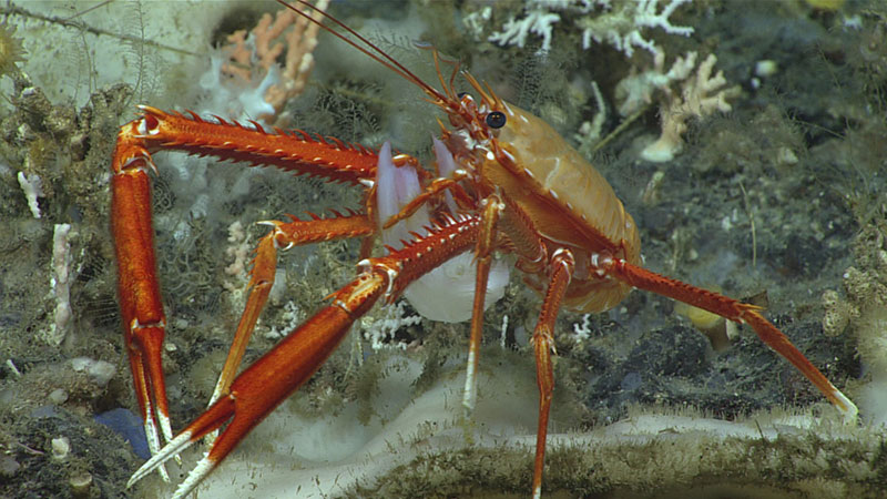 This painted yeti squat lobster (Eumunida picta) was observed carrying off a piece of glass sponge during Dive 10 of the 2019 Southeastern U.S. Deep-sea Exploration. Was it dinner, home decor, a gift? Your guess is as good as ours.