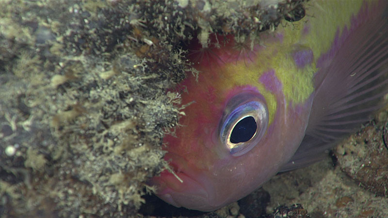 This colorful swallowtail bass (Anthias woodsi) was observed on Dive 10 of the 2019 Southeastern U.S. Deep-sea Exploration.