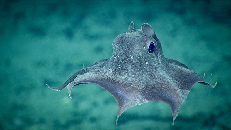 Everyone loves a dumbo octopus. We observed this one, an Opisthoteuthis agassizii, during Dive 12 of the 2019 Southeastern U.S. Deep-sea Exploration. The dots are clear windows in the skin. We are uncertain of their purpose, but suspect they may gather additional light.