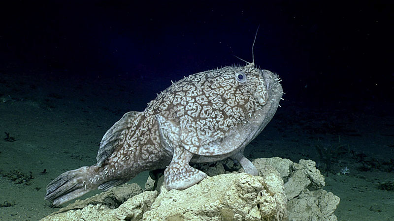 Striking a pose, this goosefish (Sladenia shaefersi) was among the first and favorite animals seen During Dive 12 of the 2019 Southeastern U.S. Deep-sea Exploration.