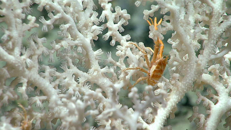 This intricate and robust octocoral (Corallidae) was seen on a largely sparse seafloor during Dive 12 of the 2019 Southeastern U.S. Deep-sea Exploration.