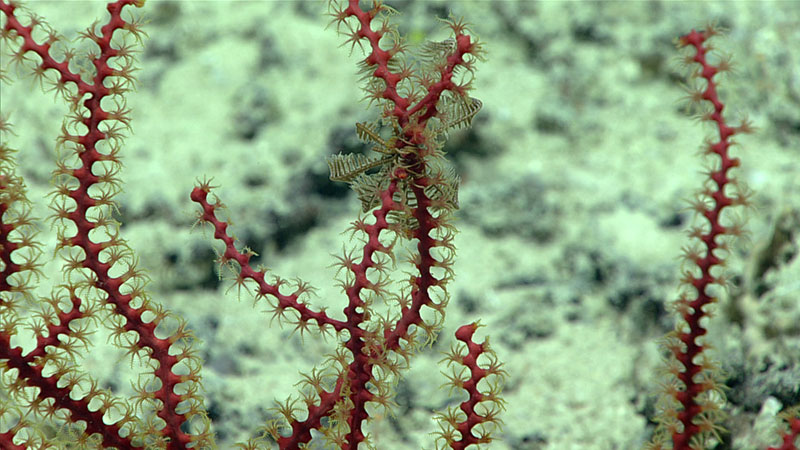 Like most octocorals, this Swiftia, which was seen During Dive 12 of the 2019 Southeastern U.S. Deep-sea Exploration, has eight tentacles on each of its polyps. Octocorals use these tentacles, which surround the polyps’ mouths, to catch food as it flows by in the current.