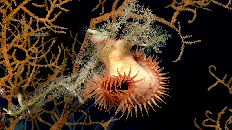 This flytrap anemone was caught hanging out on a black coral branch during Dive 02 of the 2019 Southeastern U.S. Deep-sea Exploration.