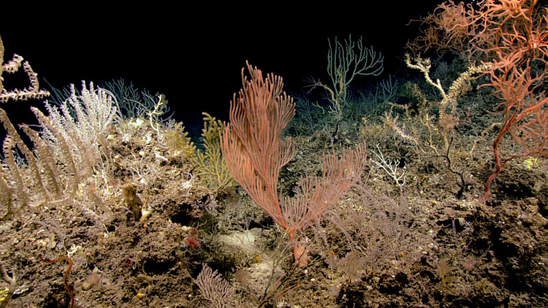We visited this beautiful coral garden on the top of the ridge during Dive 02 of the 2019 Southeastern U.S. Deep-sea Exploration. 