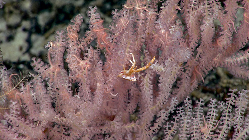 Toward the end of Dive 03 of the 2019 Southeastern U.S. Deep-sea Exploration, we came across this shingled tree coral (Candidella imbricata) and its numerous associates, including about 30 brittle stars and a squat lobster.