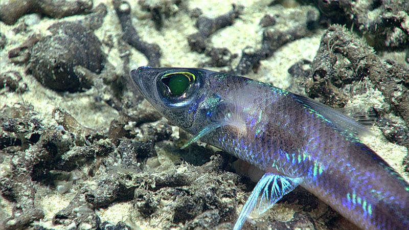 We observed this shortnose greeneye (Chlorophthalmus sp.) as it swam along the coral rubble of the seafloor during Dive 03 of the 2019 Southeastern U.S. Deep-sea Ocean Exploration. Look close at its eye and you’ll see how it got its name.