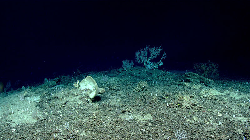 This glimpse of the seafloor during Dive 03 of the 2019 Southeastern U.S. Deep-sea Exploration is indicative of the landscape that was seen during much of the dive.