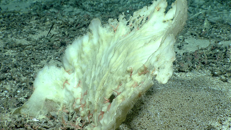 Small piles of sand were seen behind the larger elephant ear sponges (Phakellia connexiva) observed during Dive 04 of the 2019 Southeastern U.S. Deep-sea Exploration. These piles form when the front of a sponge absorbs most of the current, enabling the sediments to settle out rather than being swept away by the current.