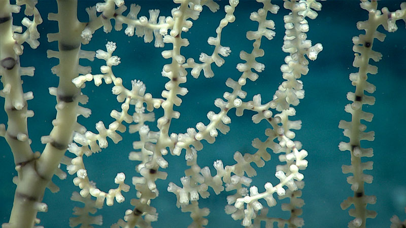 Bamboo corals like this one spotted during Dive 04 of the 2019 Southeastern U.S. Deep-sea Exploration are colonial, which means that each polyp is a separate animal. Each polyp has eight tentacles, which is characteristic of an octocoral.