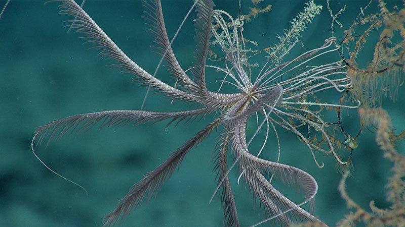 The purplish color of this feather star is distinctive of its species (Zenomentra columnaris). It was seen on a black coral during Dive 04 of the 2019 Southeastern U.S. Deep-sea Exploration.