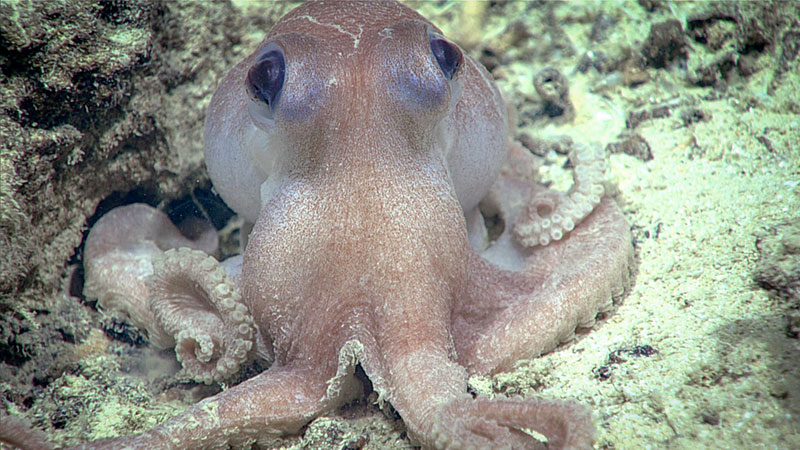 This octopus greeted us when we arrived at the seafloor on Dive 04 of the 2019 Southeastern U.S. Deep-sea Exploration.