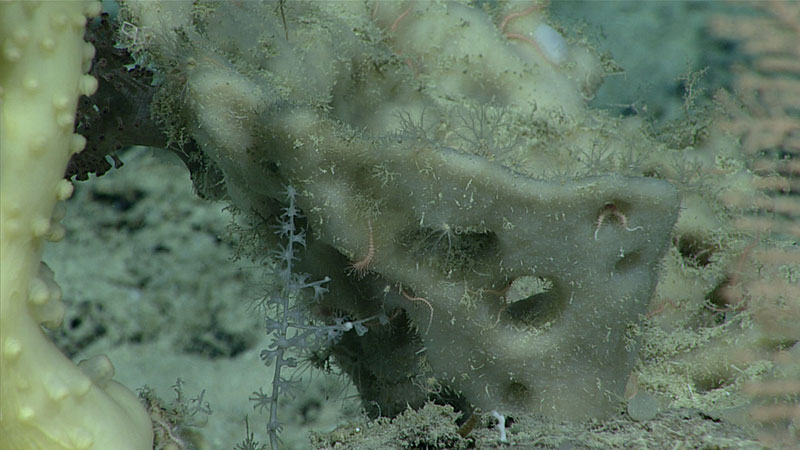 Referred to by our science leads as a “Swiss cheese” sponge, this amphitheater-shaped demosponge (on left), which was unfamiliar to our scientists on ship and shore, was successfully collected during Dive 04 of the 2019 Southeastern U.S. Deep-sea Exploration for additional research.