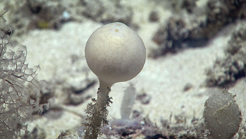 This demosponge (likely a Stylocordyla), which we encountered during Dive 05 of the 2019 Southeastern U.S. Deep-sea Exploration is just one of the many sponges we saw during this dive.