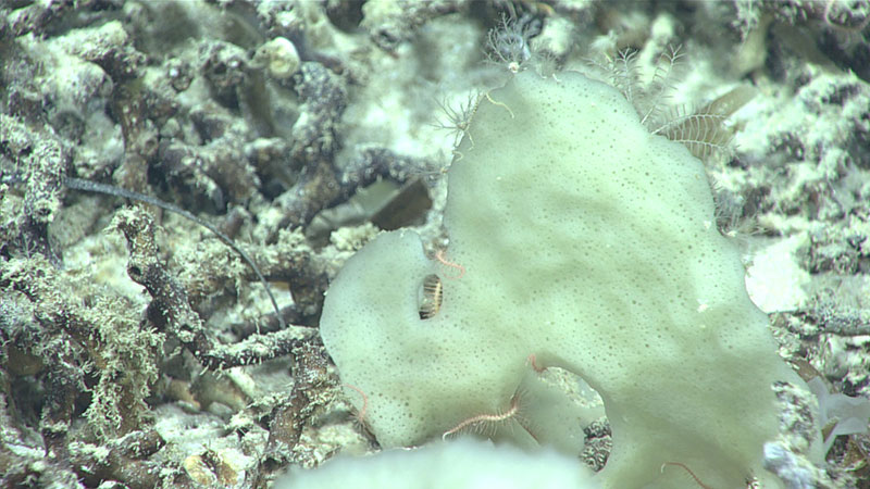 We sampled this interesting “potato chip -like” glass sponge, which was host to a variety of other deep-sea creatures, during Dive 05 of the 2019 Southeastern U.S. Deep-sea Exploration.