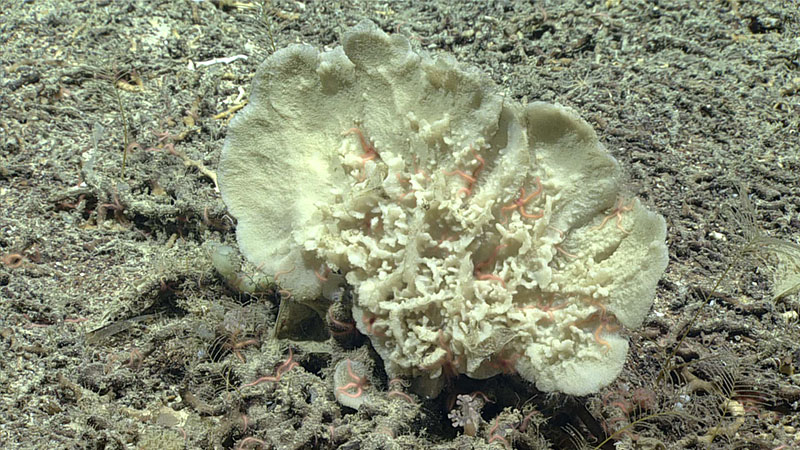 We saw this large demosponge during the 2019 Southeastern U.S. Deep-sea Exploration. Like other sponges, it’s a filter feeder and does best in areas where the currents can provide it with the food (particulate organic matter) it needs to survive.