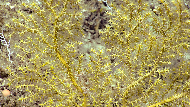 During Dive 06 of the 2019 Southeastern U.S. Deep-sea Exploration, we encountered a number of gorgonians, including this yellow sea fan. Gorgonians are soft corals, which means they are not reef-building corals. They can be distinguished from hard corals by the number of tentacles per polyp. Hard corals have six, soft corals have eight.