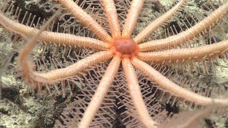 Initially mistaken for a sea feather, this pink 12-armed animal is actually a brisingid sea star. The spines on its arms are covered with small, claw-like structures that it uses to catch small crustaceans as they swim by in the current. It then uses its tube feet to move its prey down to its mouth (at its center).