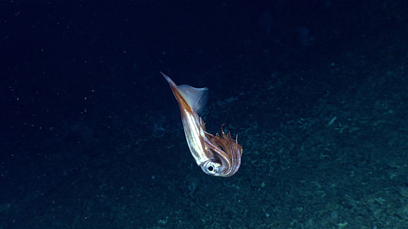 This bird squid (Ornithoteuthis antillarum) is holding its tentacles close to its body, a likely defensive posture assumed in response to our presence in its deep-sea home during Dive 06 of the 2019 Southeastern U.S. Deep-sea Exploration.