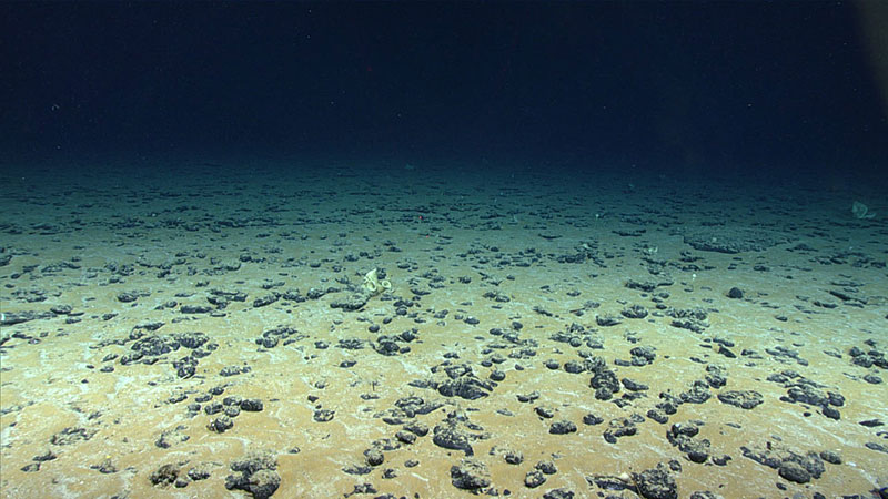 Dive 07 of the 2019 Southeastern U.S. Deep-sea Exploration took us to an underwater landscape much different than that seen on the expedition's previous dives. The nodules seen here and strewn across the seafloor are phosphorites with ferromanganese crusts. They were deposited here millions of years ago and grow about 2 millimeters every million years.