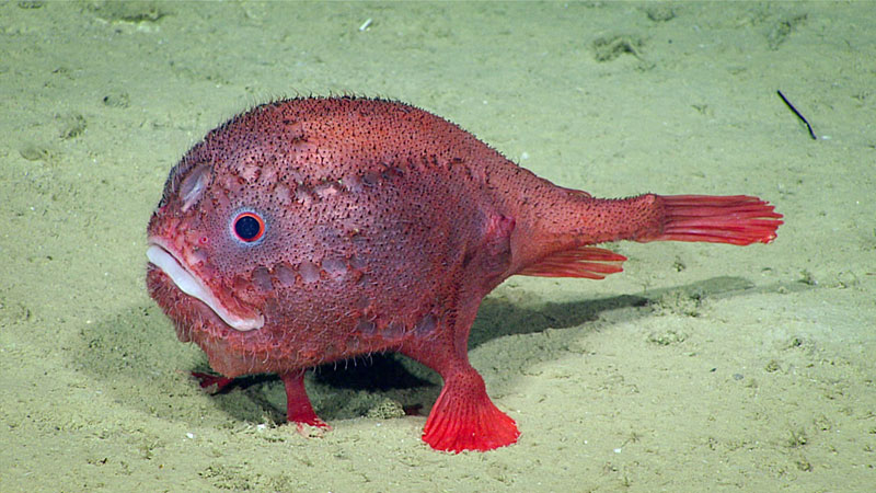 Anglerfish, in the genus Chaunacops, have a small lure on a short stalk between their eyes that they wiggle in order to attract prey. While often resting on the seafloor or 
