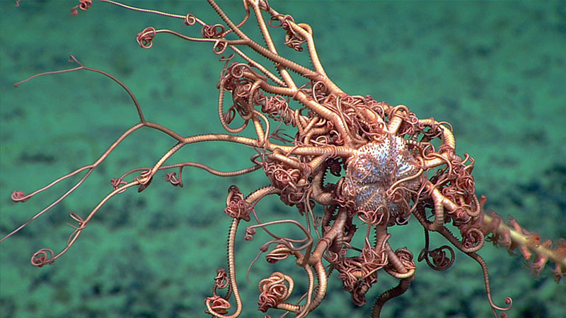 This basket star perched on a bamboo coral was observed during Windows to the Deep 2018.