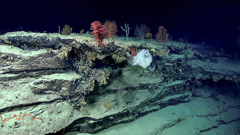Prior to Windows to the Deep 2018, this section of the Blake Escarpment appeared to be an area of low slope with no distinct features. Images captured during the expedition show sponges, corals, urchins, and other organisms populating outcrops of hard substrate on the seafloor.