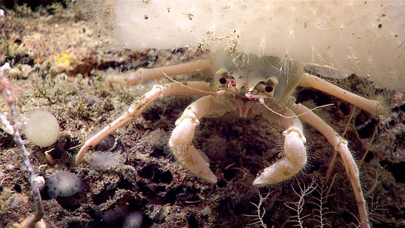 During Windows to the Deep 2019, we saw this crab holding a hexactinellid (glass sponge) on its back, using the sponge’s sharp spicules for protection.