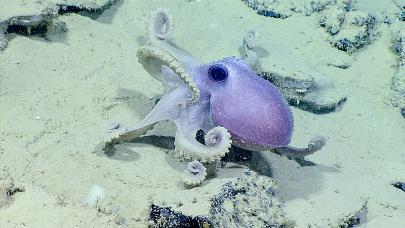 During Windows to the Deep 2019, they encountered this octopus (Graneledone verrucosa) making its way across the seafloor. This octopus is nicknamed the warty octopus due to the cartilaginous bumps all over the mantle, head, and dorsal surface of the arms.
