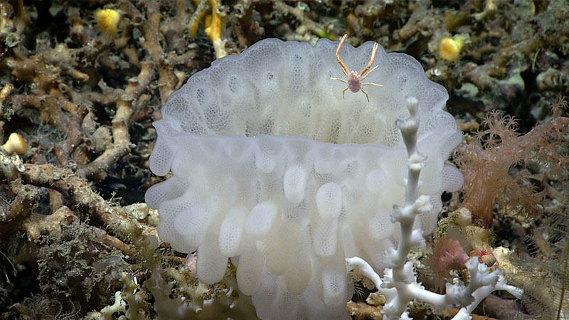 We also saw the glass sponge Aphrocallistes beatrix during the Windows to the Deep 2018 expedition, along with a squat lobster.
