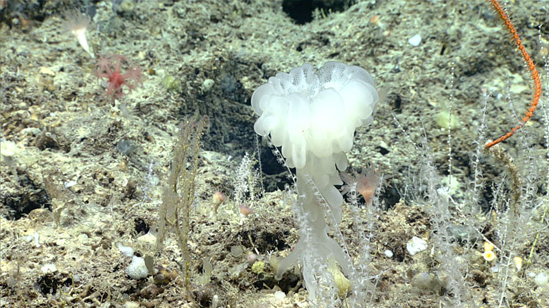 This glass sponge (Aphrocallistes beatrix) was seen during Dive 02 of the 2019 Southeastern U.S. Deep-sea Exploration.
