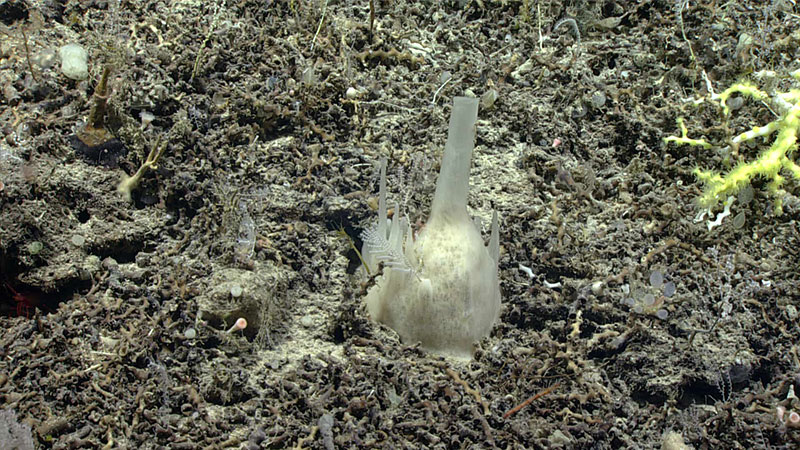 This demosponge (Oceanapia) was seen during Dive 02 of the 2019 Southeastern U.S. Deep-sea Exploration.