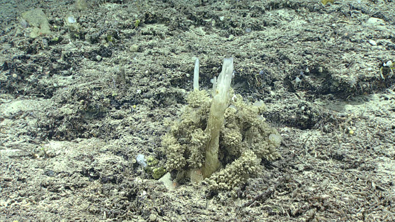 This demosponge (Oceanapia) was sampled during Dive 02 of the 2019 Southeastern U.S. Deep-sea Exploration.
