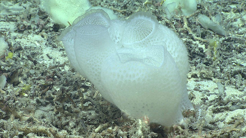 This glass sponge (Euplectellidae) was seen during Dive 05 of the 2019 Southeastern U.S. Deep-sea Exploration.