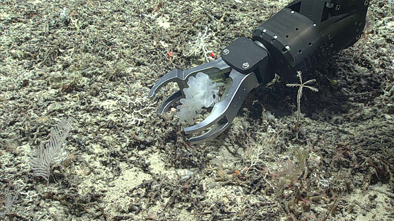 This glass sponge (Aphrocallistes beatrix) was collected during Dive 06 of the 2019 Southeastern U.S. Deep-sea Exploration.