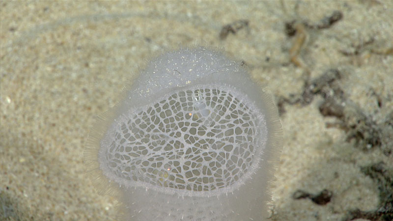 This glass sponge (Euplectellidae) was collected during Dive 04 of the 2019 Southeastern U.S. Deep-sea Exploration. If you look closely, you can see one of the shrimps that calls it home.