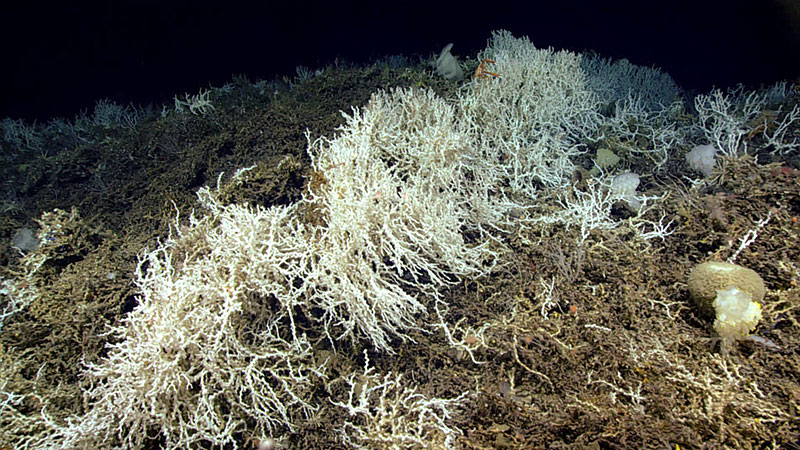 This Lophelia pertusa deep-sea coral reef was seen on Dive 06 of the 2019 Southeastern U.S. Deep-sea Exploration.