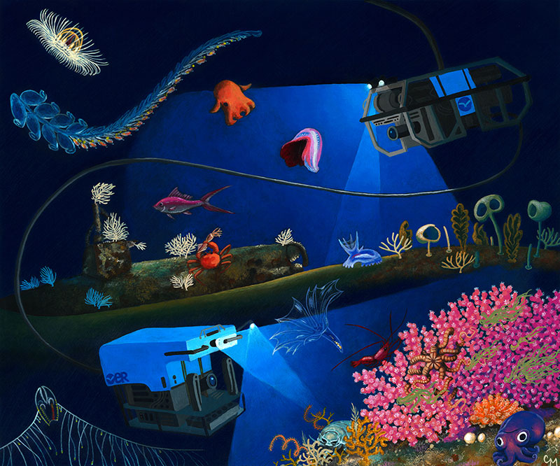 In this illustration, remotely operated vehicles Deep Discoverer and Seirios explore the seafloor and water column. Illustration courtesy of Christine Machinski.