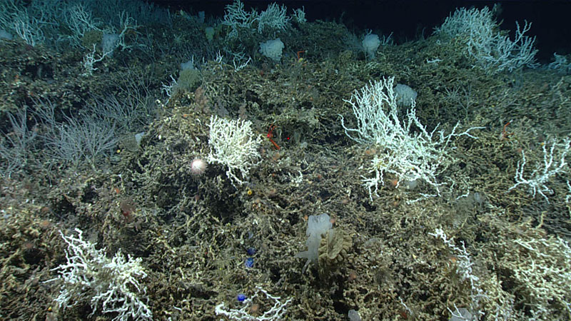 Marine life was both abundant and diverse on the Central Blake Plateau, an area through which the Gulf Stream passes, during Dive 06 of the 2019 Southeastern U.S. Deep-sea Exploration.