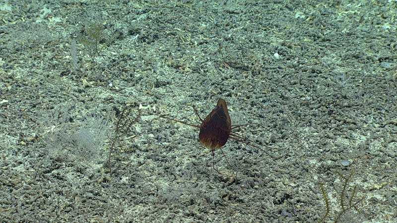 This helmet jellyfish was observed on the seafloor during Dive 02 of the Southeastern U.S. Deep-sea Exploration expedtion. Like other jellyfish, this species lives in the water column, so it was unusual to encounter it on the seafloor.
