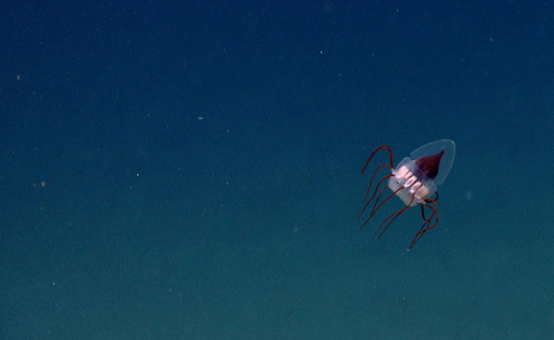 Unusual jellyfish off northeast coast of the United States.